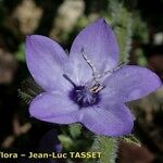 Campanula alata Flower