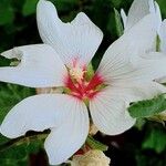 Althaea officinalisKvět