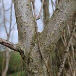 Populus nigra Kéreg