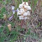 Orobanche crenata Flor