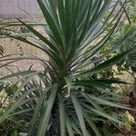 Yucca aloifolia Blatt