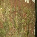 Pouteria engleri Bark