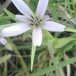 Geropogon hybridus 花