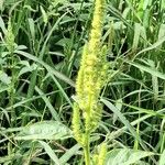 Amaranthus hybridus Frukt