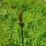 Carex vulpina Цветок