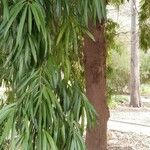 Podocarpus neriifolius Листок