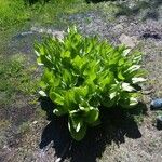 Veratrum californicum Foglia