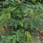 Leucaena leucocephala Deilen