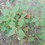 Amaranthus deflexus Plante entière