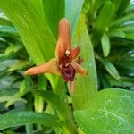 Maxillaria elatior Flower