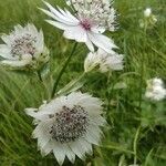 Astrantia major 花