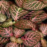 Fittonia albivenis Leht