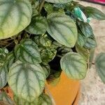 Peperomia albovittata Hostoa