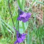 Pinguicula grandiflora Blodyn