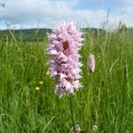 Bistorta officinalis Flower