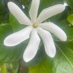 Gardenia taitensis Λουλούδι