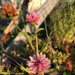 Trifolium hybridumFlower