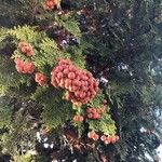 Chamaecyparis obtusa Fruto