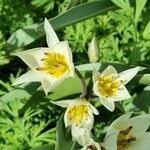 Tulipa turkestanica Flor