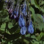 Mertensia paniculata Flor