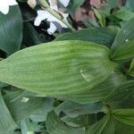 Sobralia powellii Hoja