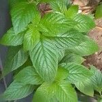 Heliotropium angiospermum Blad