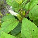 Hibiscus moscheutosFoglia