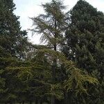 Cedrus libaniഇല