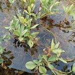 Menyanthes trifoliata Habit