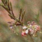 Oenothera suffrutescens പുഷ്പം