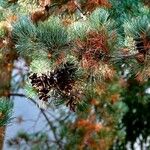 Pinus parviflora Habitus