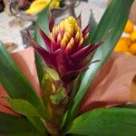 Guzmania monostachiaFlower