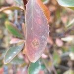 Berberis integerrima Leaf
