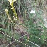 Onobrychis saxatilis Blomst