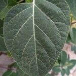 Datura metel Leaf