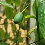 Passiflora vespertilio Fruit