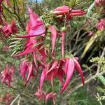 Clianthus puniceus Flor