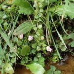 Lysimachia tenella Habitus