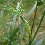 Epikeros pyrenaeus 葉
