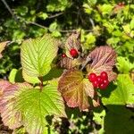 Viburnum edule Leaf