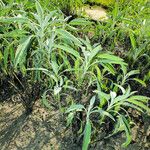 Salvia officinalis Yaprak