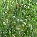 Triticum turgidum Lapas