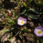 Baldellia ranunculoides फूल
