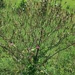 Lactuca graminifolia Квітка