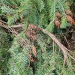 Pseudotsuga menziesii Levél