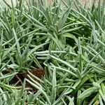 Dudleya edulis Hoja