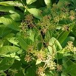 Aralia racemosa Fruit