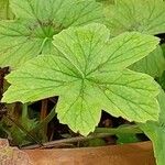 Pelargonium multibracteatum Leaf