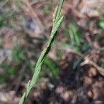 Hirschfeldia incana Fruit