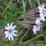 Silene ciliata Flor
